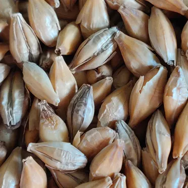 Crisp Chit Malt