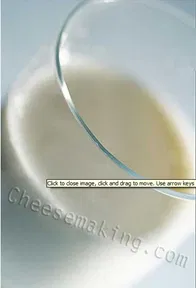 Kefir Culture