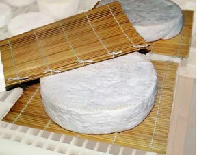 Penicillium Candidum