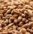 Briess White Wheat Malt